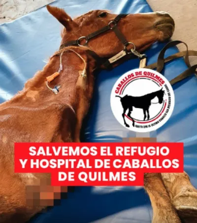 Caballos Quilmes lanza una campaña urgente para salvar su refugio y hospital veterinario