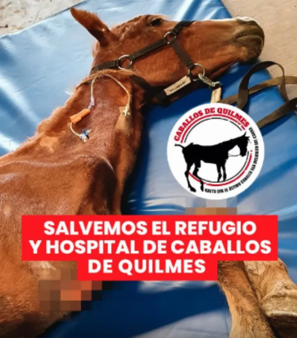 Caballos Quilmes lanza una campaña urgente para salvar su refugio y hospital veterinario