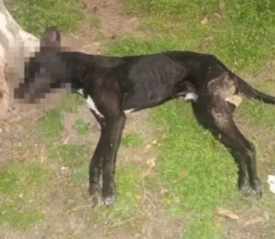 Vecino arrojó un perro muerto en la vía pública y fue denunciado por maltrato animal