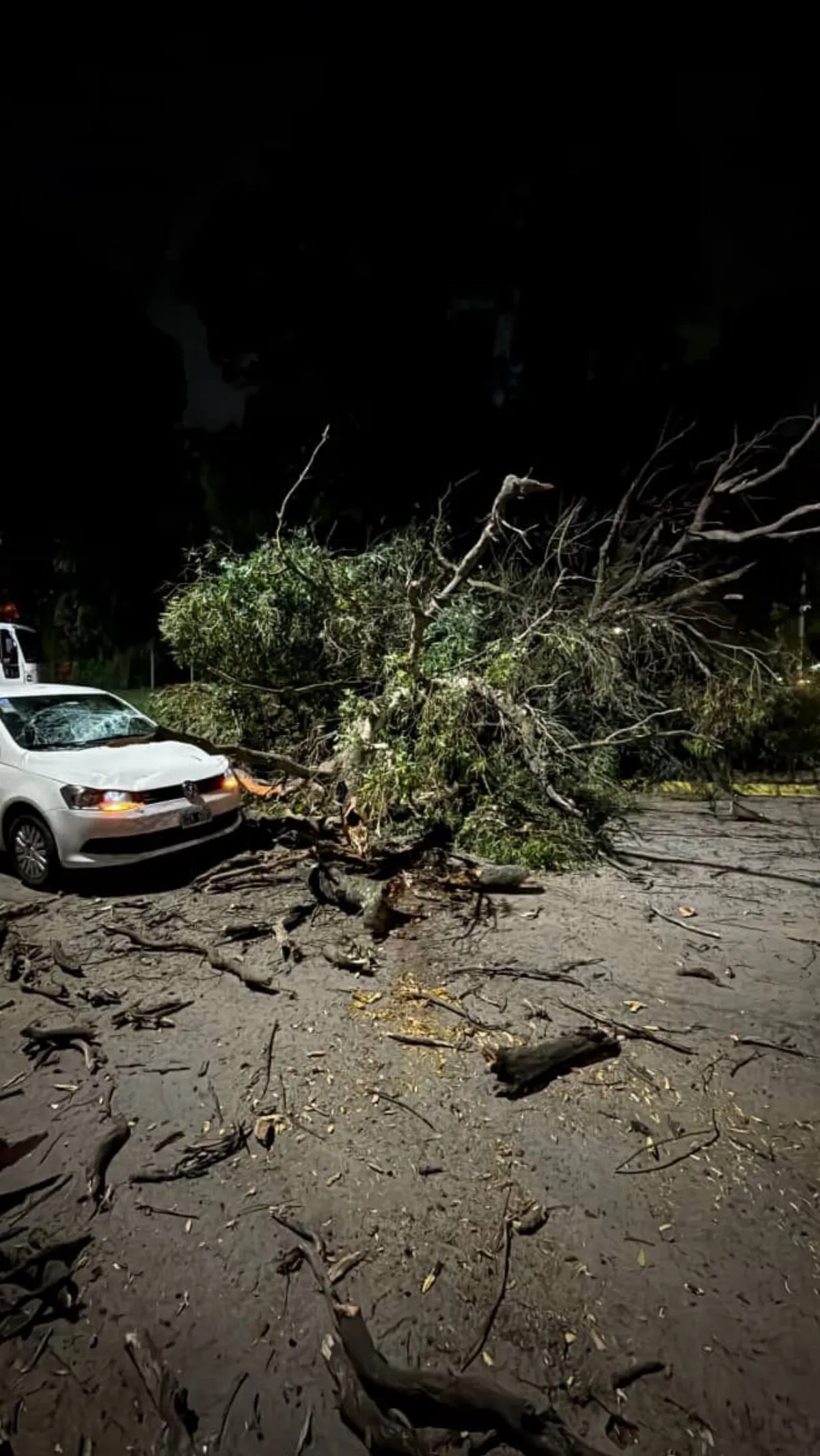 Cayó un árbol de gran tamaño y bloqueó la calle frente al Museo del Transporte