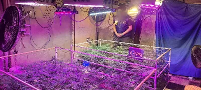 Desarticulan invernadero clandestino y secuestran gran cantidad de marihuana