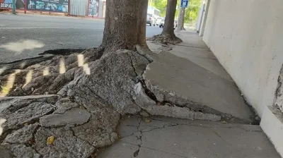 Obligan a vecinos a indemnizar por los daños ocasionados por árboles que invadieron una propiedad lindera