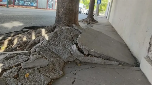 Obligan a vecinos a indemnizar por los daños ocasionados por árboles que invadieron una propiedad lindera
