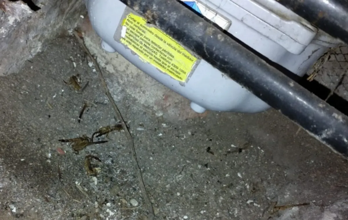 Preocupación en Villa Las Rosas por la reaparición de alacranes