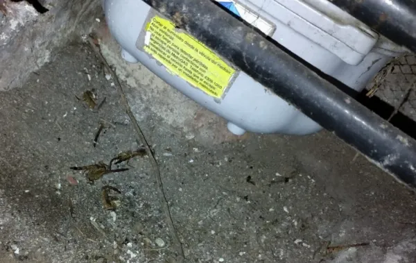 Preocupación en Villa Las Rosas por la reaparición de alacranes