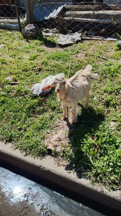 Se robaron a "Pepe", un cabrito bebé de La Ribera: Su familia ofrece recompensa