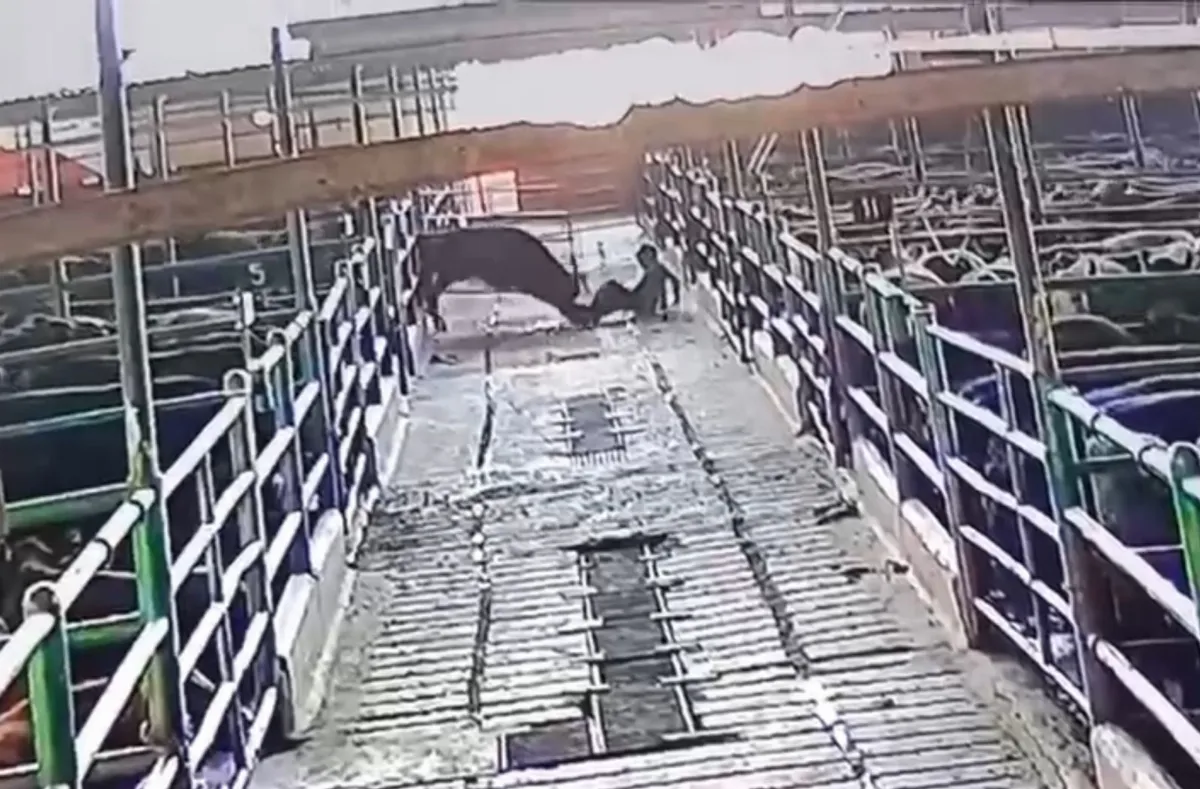 Un toro atacó a un empleado del frigorífico El Federal