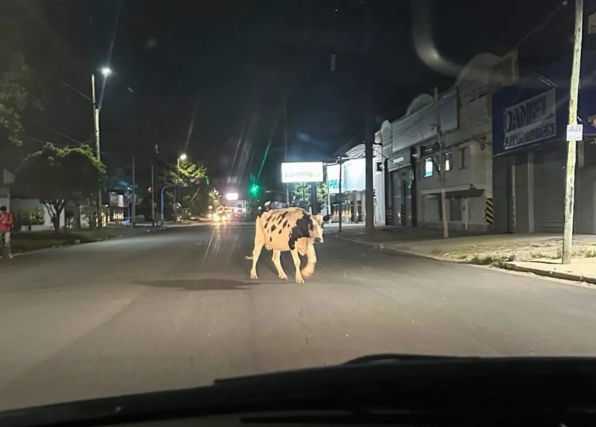 Una vaca suelta volvió a sorprender a conductores