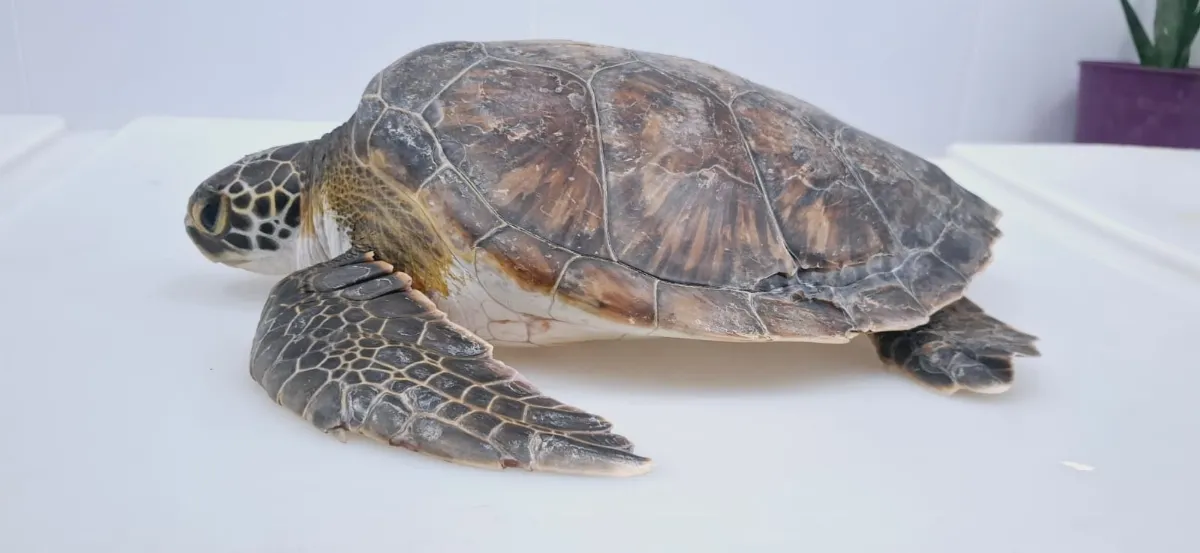 “Ramona” volvió al mar: liberaron en Mar del Plata a la tortuga hallada en La Ribera de Quilmes