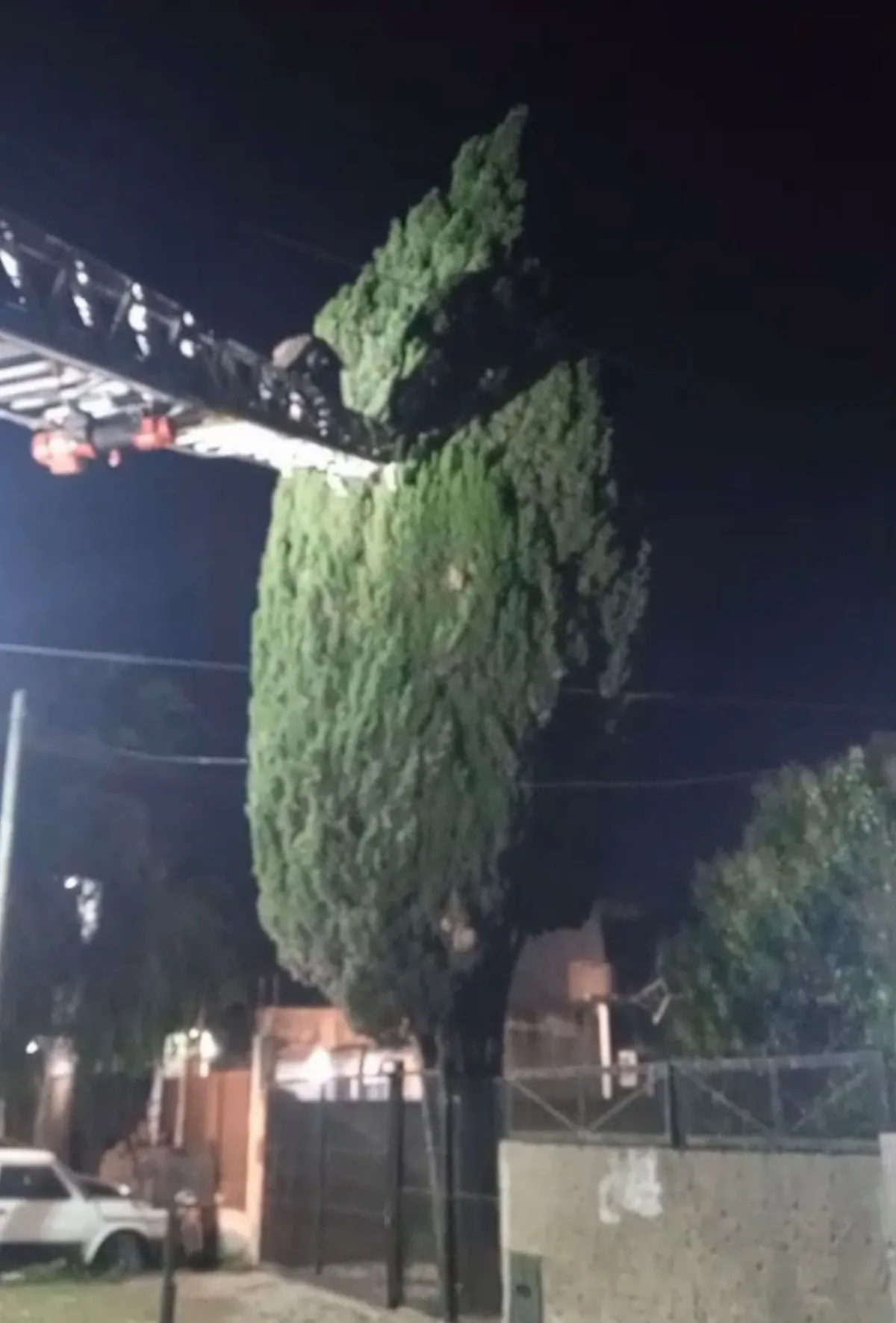 Bomberos de Solano rescataron a un gatito que estuvo más de dos días atrapado en un árbol