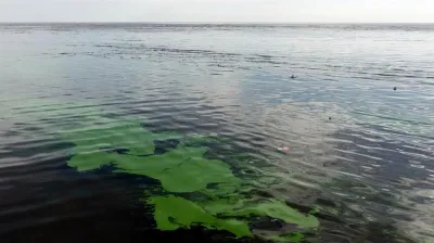 Advierten por la presencia de cianobacterias en el Río de la Plata