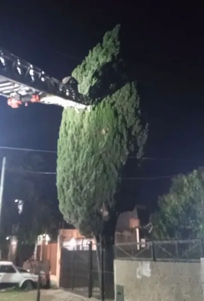 Bomberos de Solano rescataron a un gatito que estuvo más de dos días atrapado en un árbol