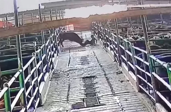 Un toro atacó a un empleado del frigorífico El Federal