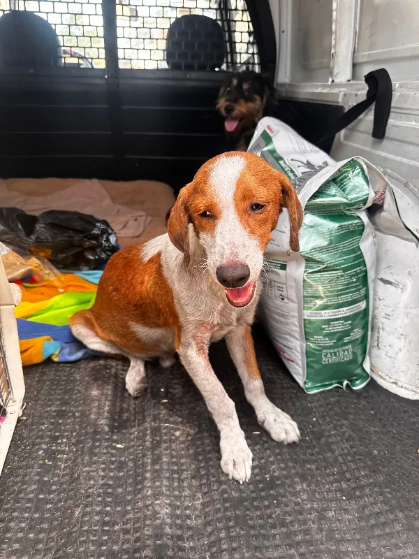 Conmoción en La Matera: Acusan a un menor de abusar sexualmente de perros y gatos del barrio