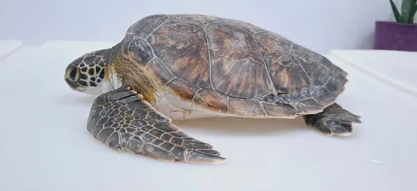 “Ramona” volvió al mar: liberaron en Mar del Plata a la tortuga hallada en La Ribera de Quilmes
