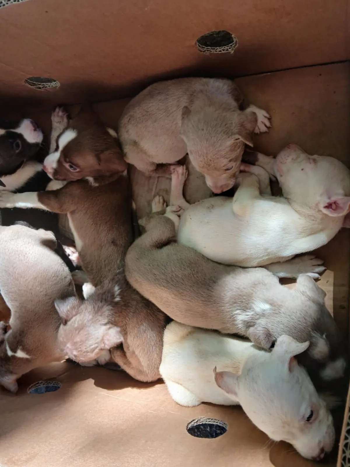 Rescataron a ocho cachorros que eran vendidos en la vía pública