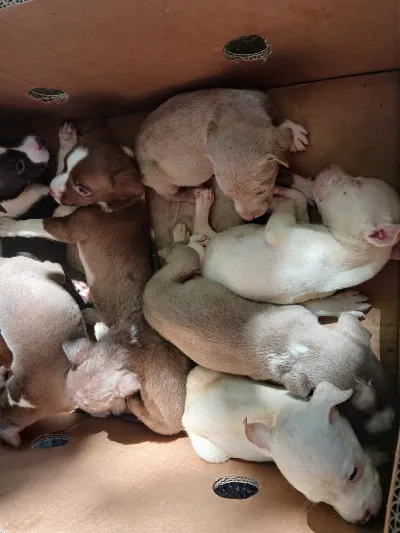 Rescataron a ocho cachorros que eran vendidos en la vía pública