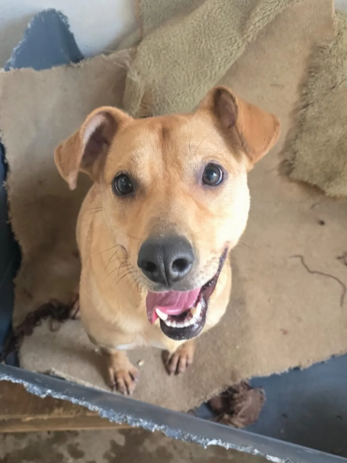 El refugio Adopciones Quilmes cerró sus puertas y no recibirá nuevos animales