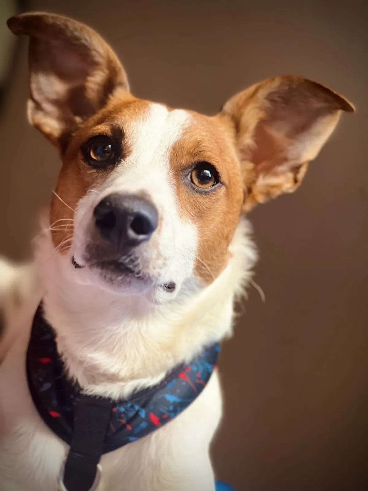 Cortometraje quilmeño con un perrito como protagonista fue elegido entre más de 400 producciones