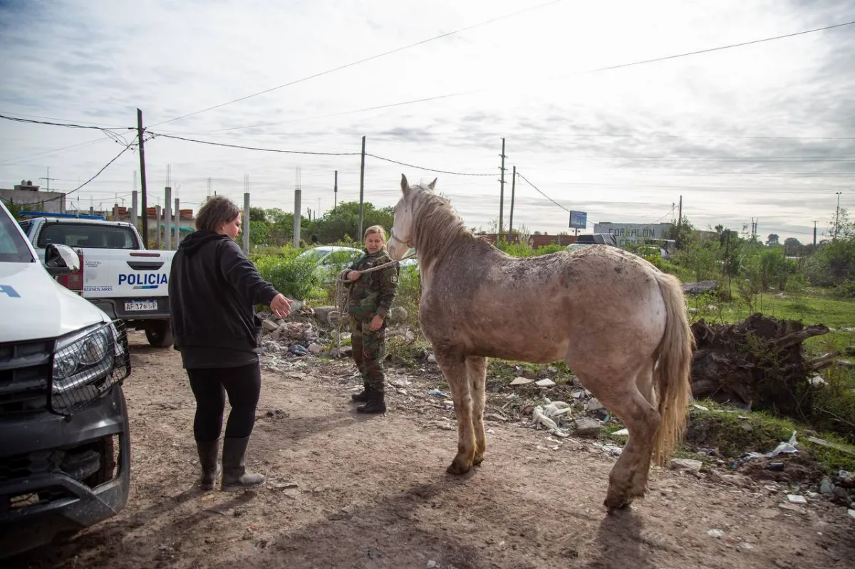 Villa Luján: Secuestraron caballos en deplorable estado y multaron a camiones que arrojaban basura
