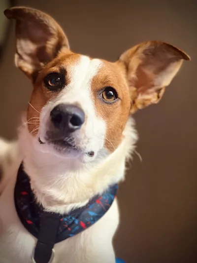 Cortometraje quilmeño con un perrito como protagonista fue elegido entre más de 400 producciones