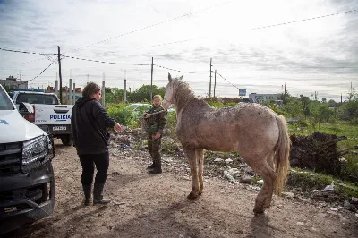 Villa Luján: Secuestraron caballos en deplorable estado y multaron a camiones que arrojaban basura