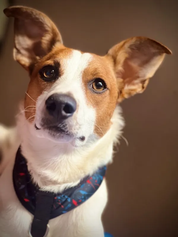 Cortometraje quilmeño con un perrito como protagonista fue elegido entre más de 400 producciones