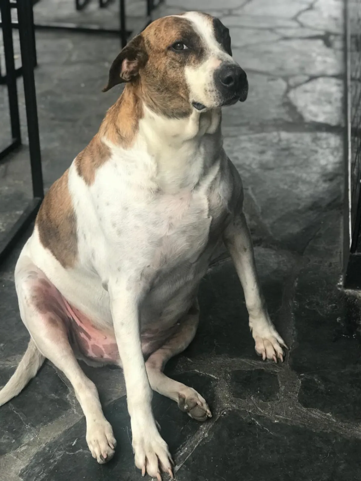 Bernal de luto por la muerte de “El César”, el perrito que se ganó el corazón de toda la ciudad
