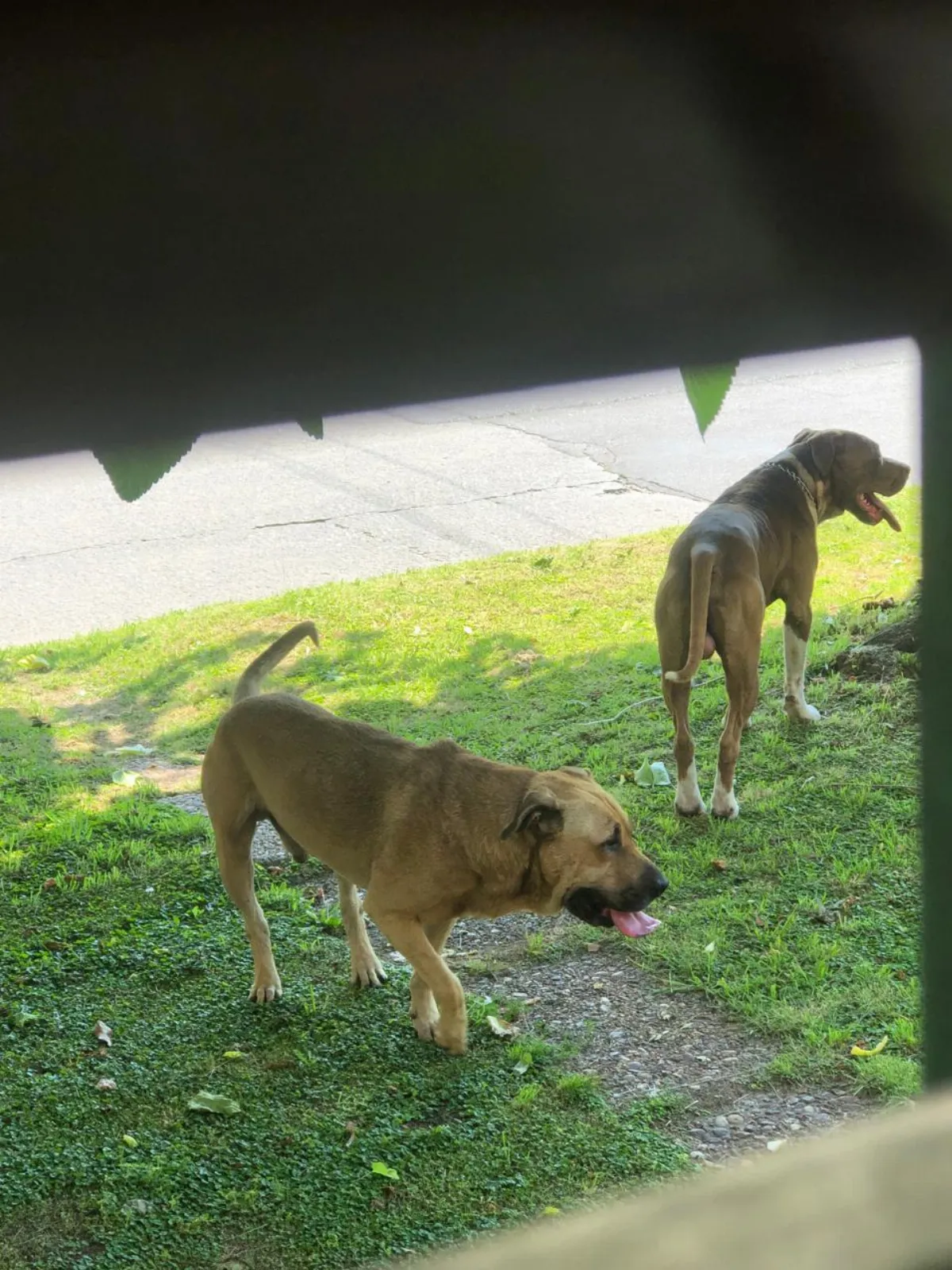 Denuncian que dos pitbulls atacan y matan mascotas en el barrio Papelero