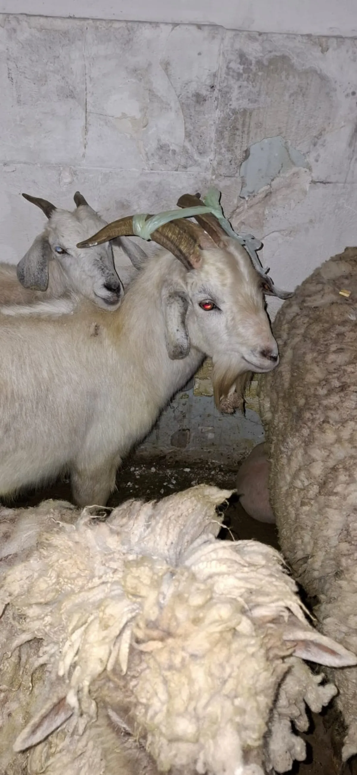 Rescataron más de 40 animales en un templo umbanda de Quilmes Oeste