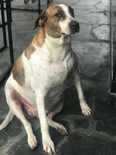Bernal de luto por la muerte de “El César”, el perrito que se ganó el corazón de toda la ciudad
