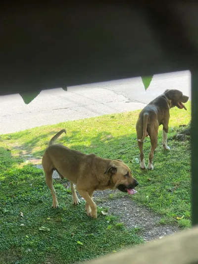 Denuncian que dos pitbulls atacan y matan mascotas en el barrio Papelero