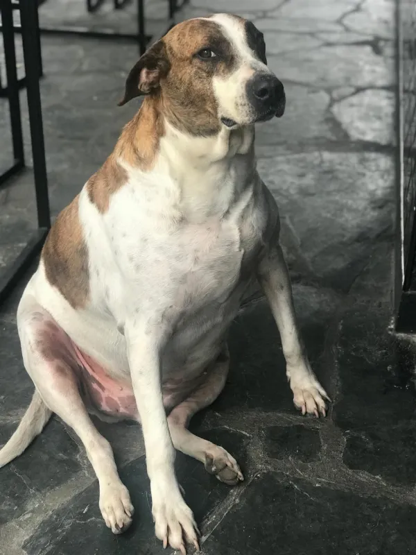 Bernal de luto por la muerte de “El César”, el perrito que se ganó el corazón de toda la ciudad