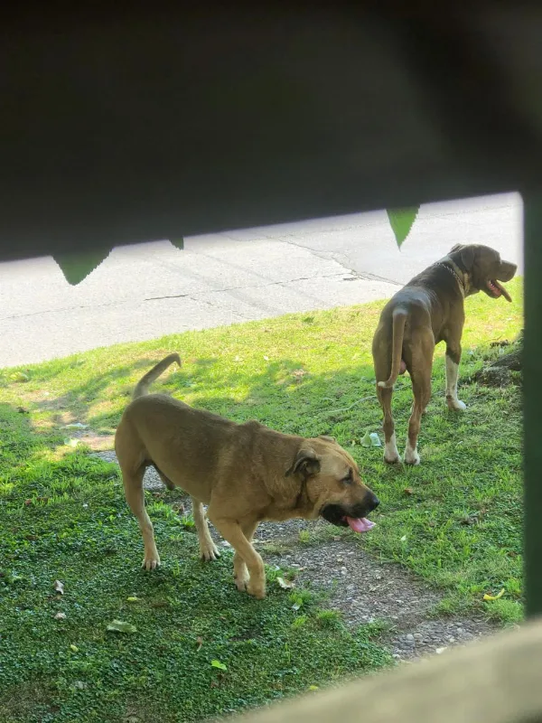 Denuncian que dos pitbulls atacan y matan mascotas en el barrio Papelero