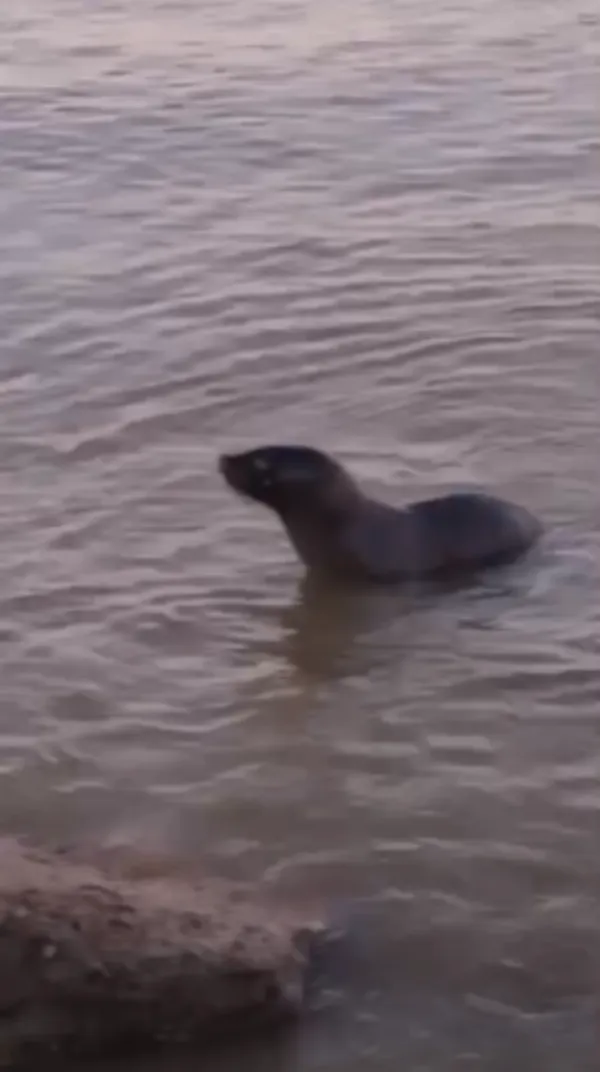 Sorpresa en La Ribera por la aparición de un lobo marino frente al Parque Municipal