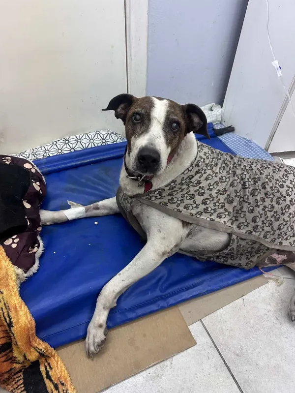 Bernal en vilo por “El César”: atropellaron al perro más querido y piden ayuda para su recuperación