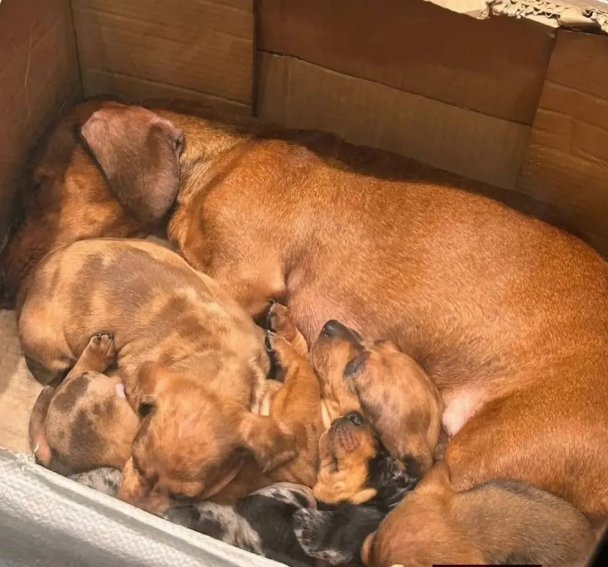 Clausuraron un local de ropa de Quilmes Centro por vender perros salchicha de manera ilegal
