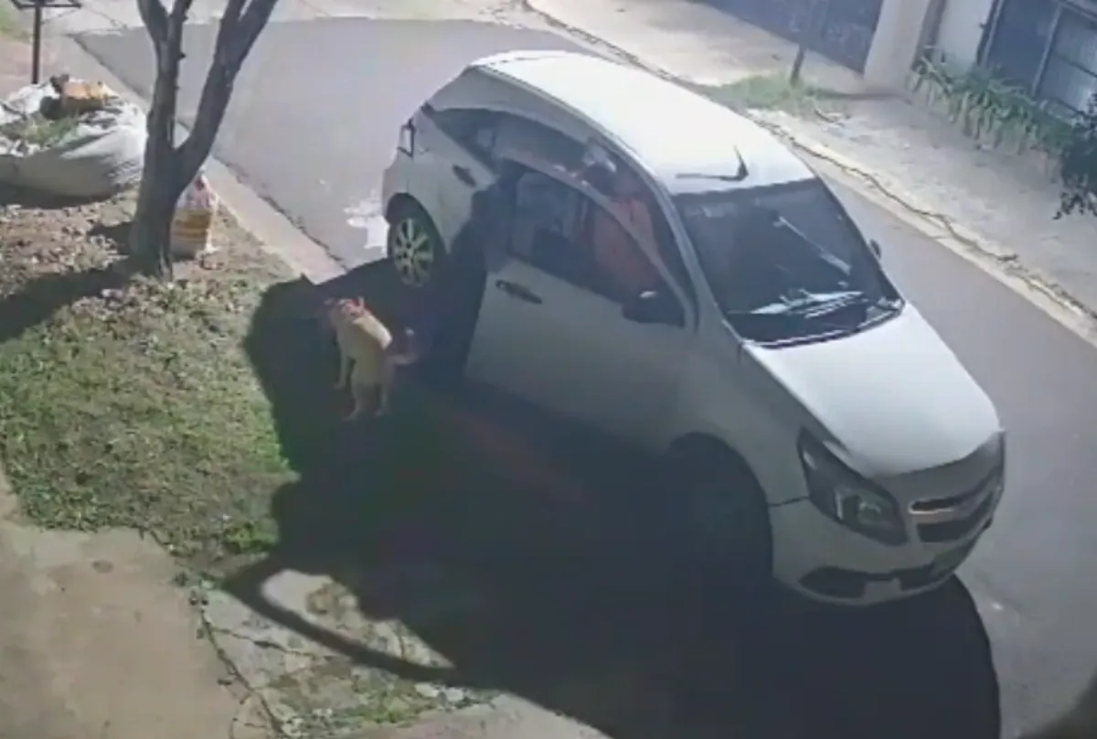 Indignante: Captaron en video el abandono de un perrito