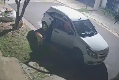 Indignante: Captaron en video el abandono de un perrito
