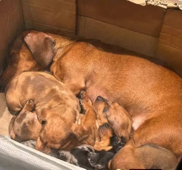 Clausuraron un local de ropa de Quilmes Centro por vender perros salchicha de manera ilegal