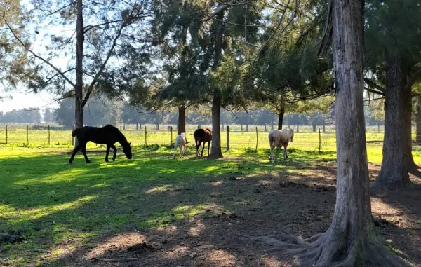 Rescataron caballos maltratados y hubo una violenta reacción de la familia denunciada