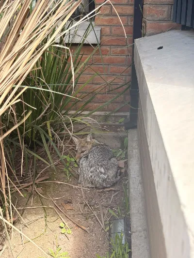 Rescataron a un zorro que apareció en pleno barrio Parque Bernal