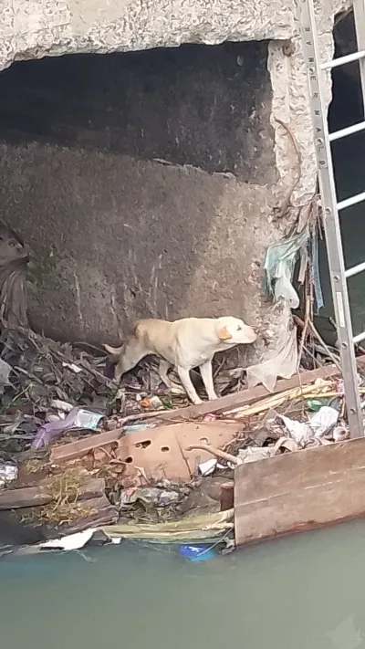 Rescataron a un perro que había caído al arroyo en Bernal