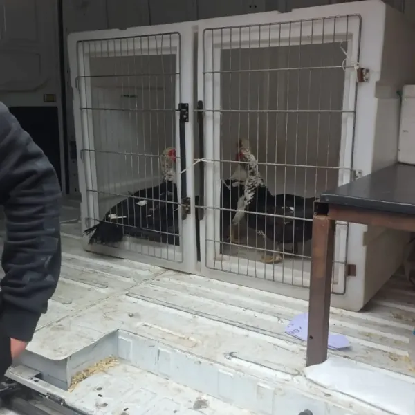 Zoonosis intervino por una denuncia y rescataron aves de un bazar en Bernal