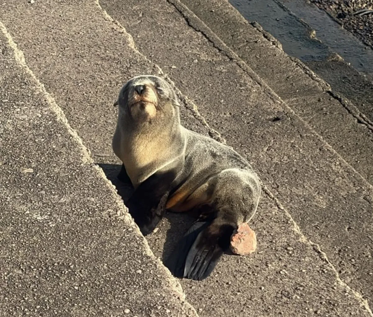Rescataron un pequeño lobo marino en La Ribera