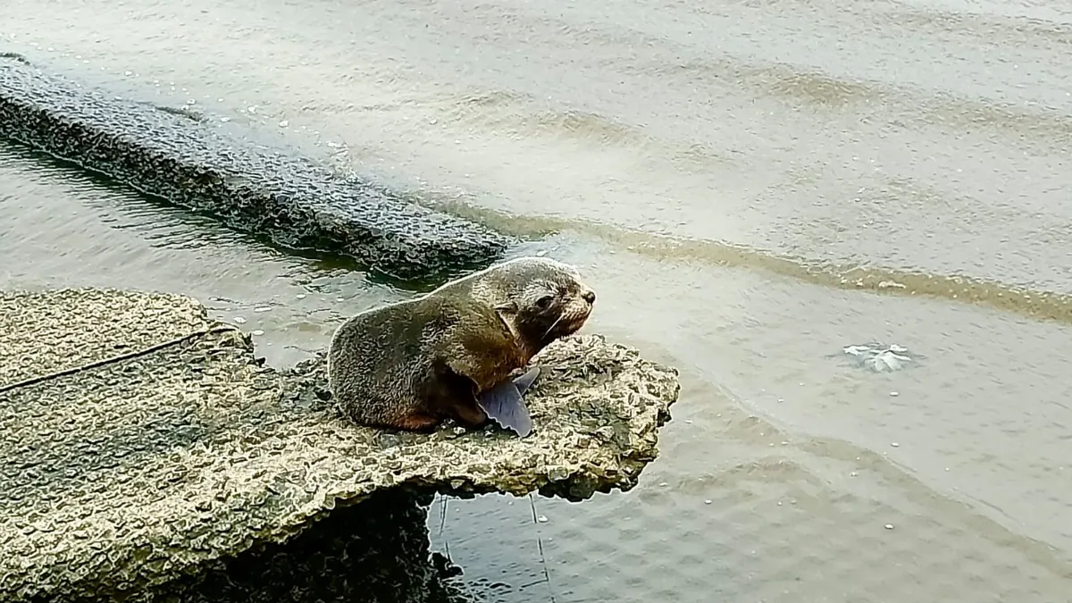 Rescataron otro lobo marino en la Ribera de Quilmes: Es el segundo en pocos días