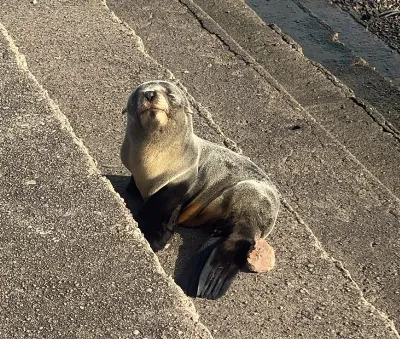Rescataron un pequeño lobo marino en La Ribera