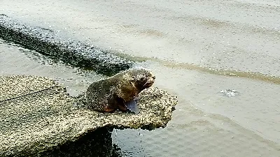 Rescataron otro lobo marino en la Ribera de Quilmes: Es el segundo en pocos días