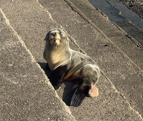 Rescataron un pequeño lobo marino en La Ribera