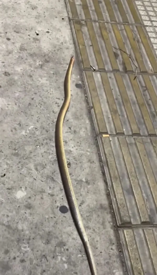 Sorpresa en pleno centro de Quilmes: Apareció una culebra en la Peatonal Rivadavia